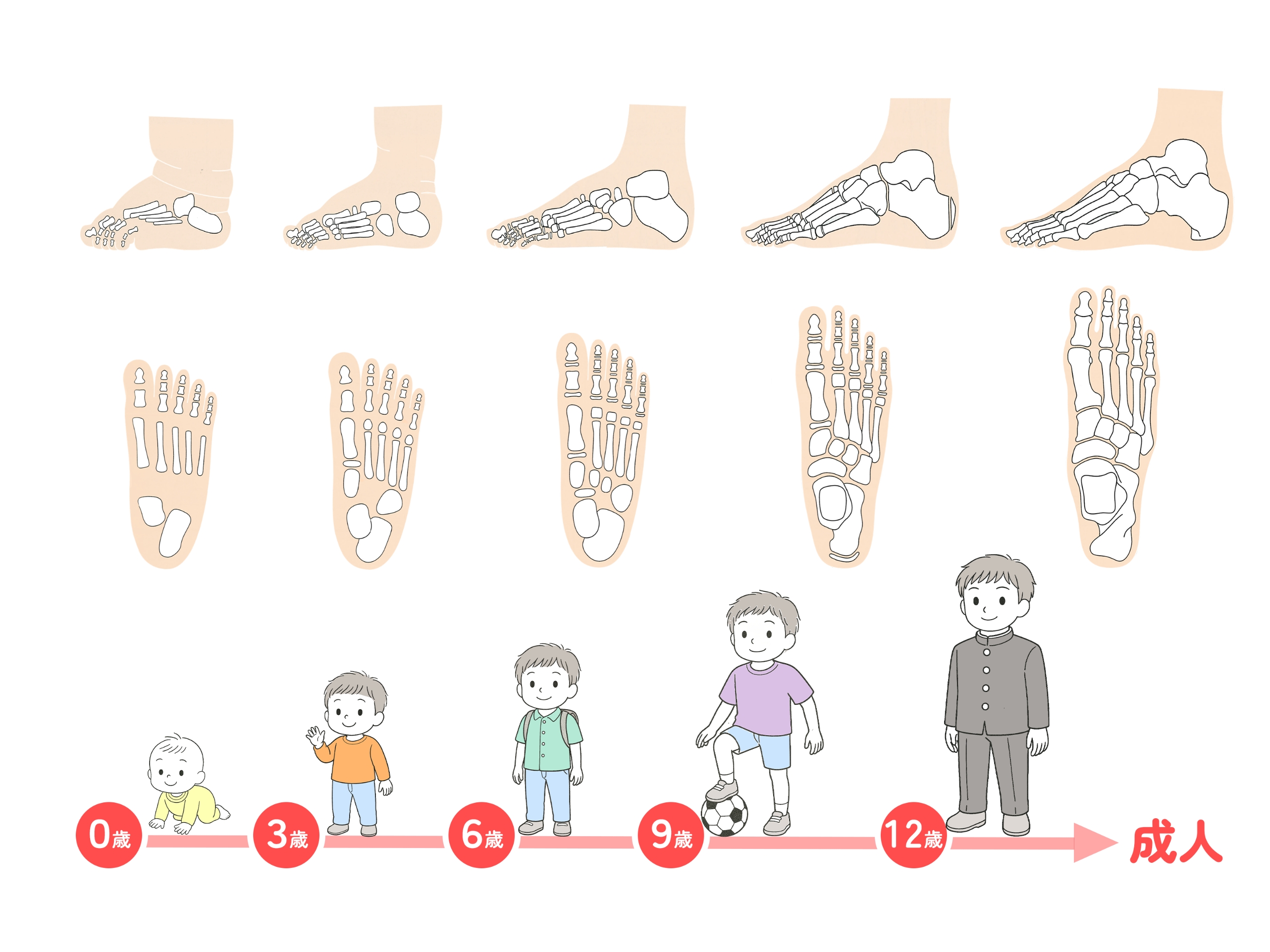 子どもの足の成長過程